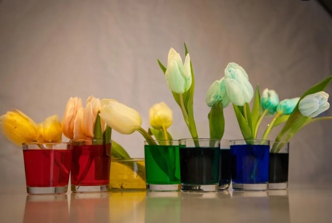 Colorante ad acqua, per la colorazione dell'acqua, dei fiori e per il rilevamento di perdite negli impianti idrici, non tossico, colori: rosso/blu/verde (verde)